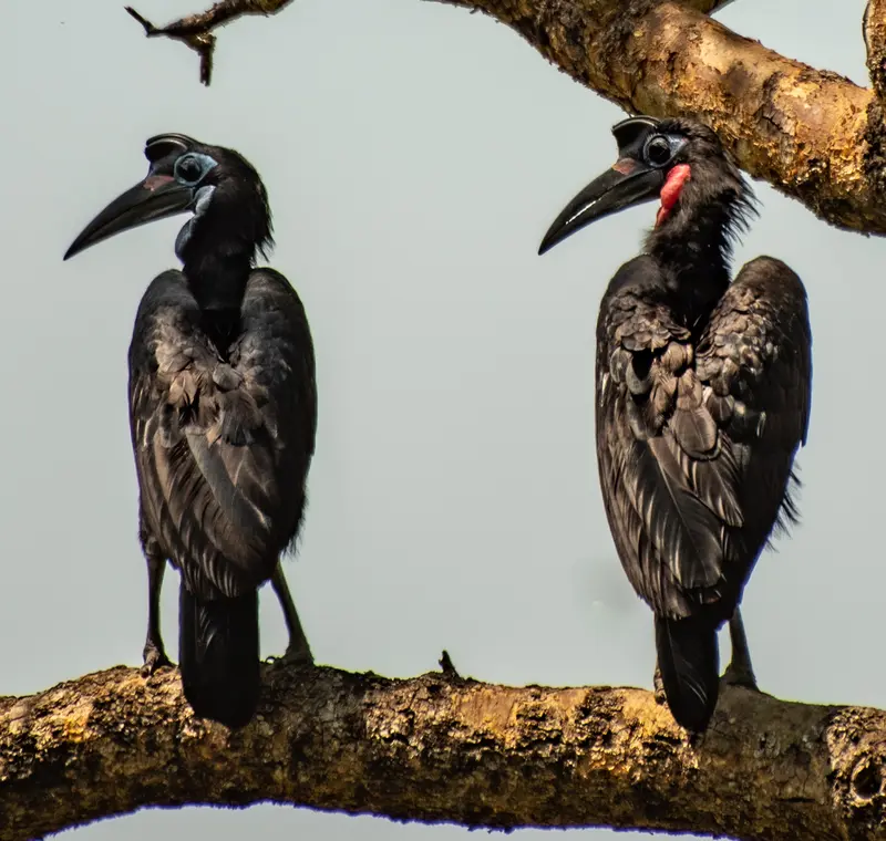 Hornbillpärchen auf einem Ast