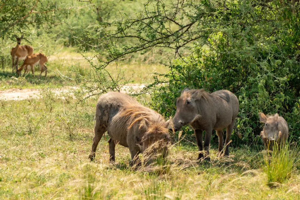 Pumbaa Warzenschweine im Queen Elizabeth National Park