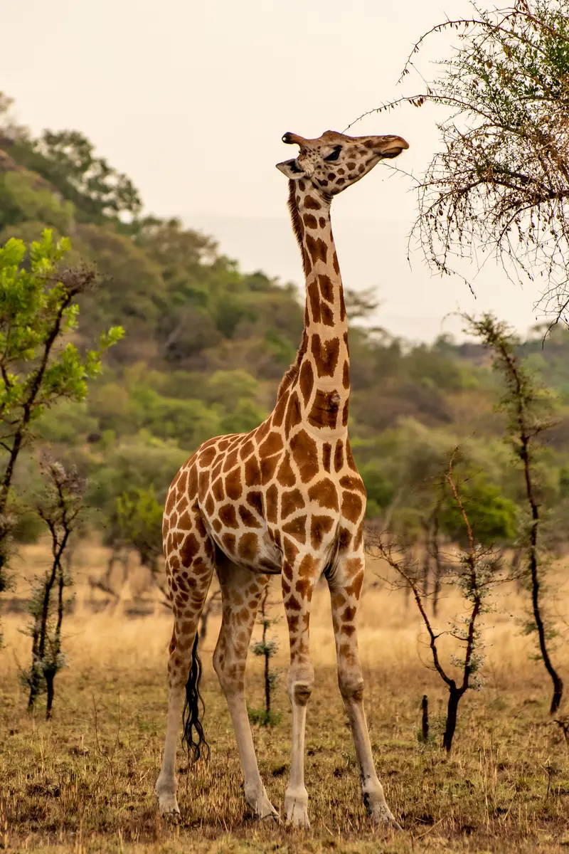 Giraffen hautnah erleben in Uganda