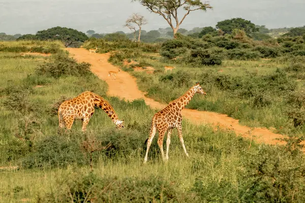 Safari Pirschfahrt in Uganda